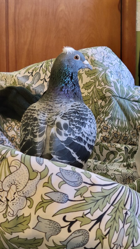 Pancake