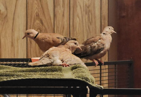 Merlin, Vinnie and Gandy