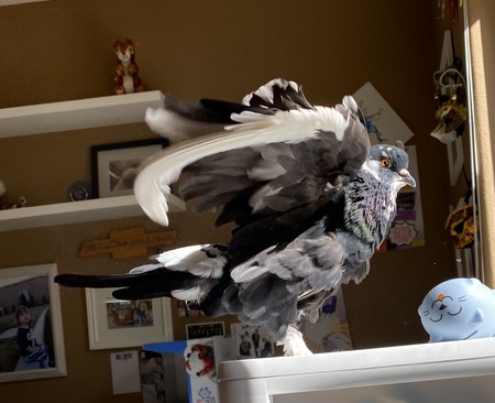 Liberton (Libby)