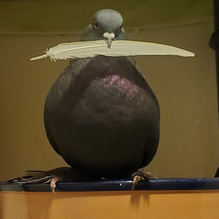 Indigo