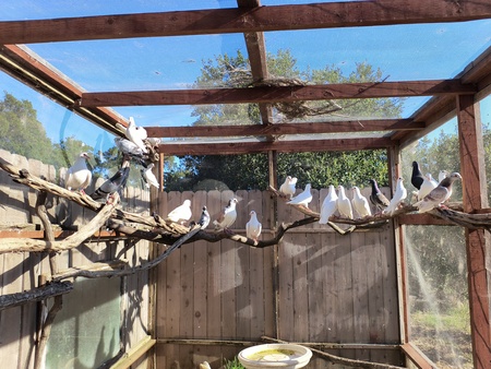Palomacy Rescues at TTR