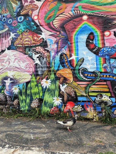 Pinheiros Pigeon