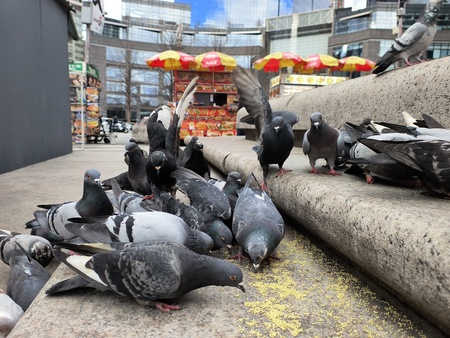 Central Park Pigeons