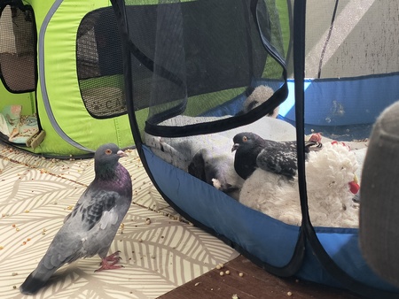 Binx and Twinkie