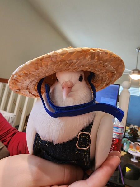 Mr. Ham Slider