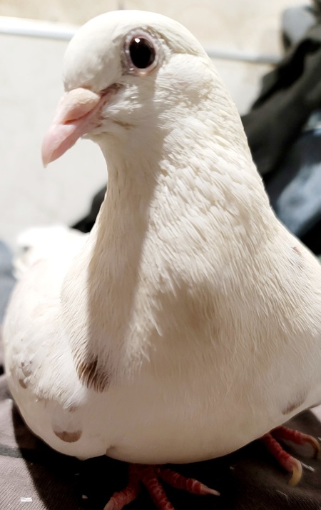 Mrs Beaky