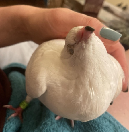 Luna Dovegood 