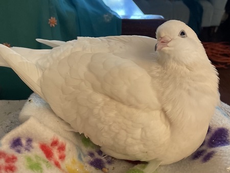 Luna Dovegood 