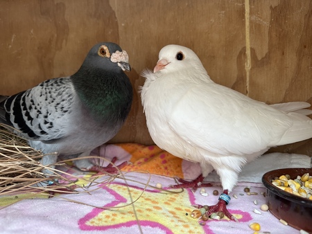 Cooper & Swan