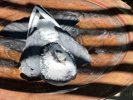 Entry image for Gorgeous George. Clicking this image will show a larger photo