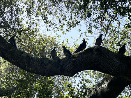 Campus Flock