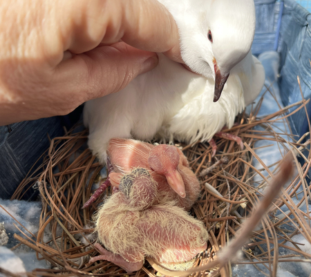 Lief and babies