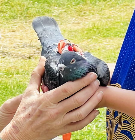 Outreach Borb