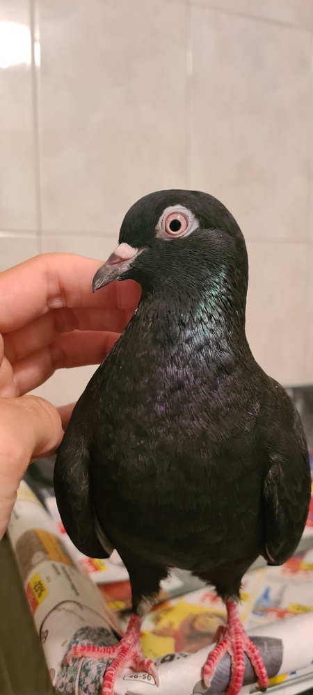 Tuturica