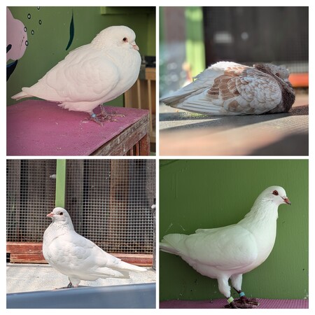 Pigeons of Fluff House