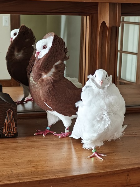 Entry image for Chewy & Leia. Clicking this image will show a larger photo