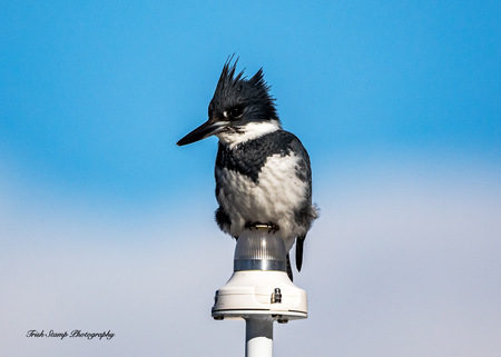 Belted kingfisher 