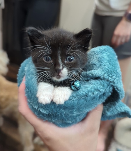 Oreo