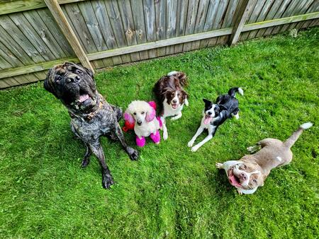 Vader, Rogue, Cap, Meg, Sindell 