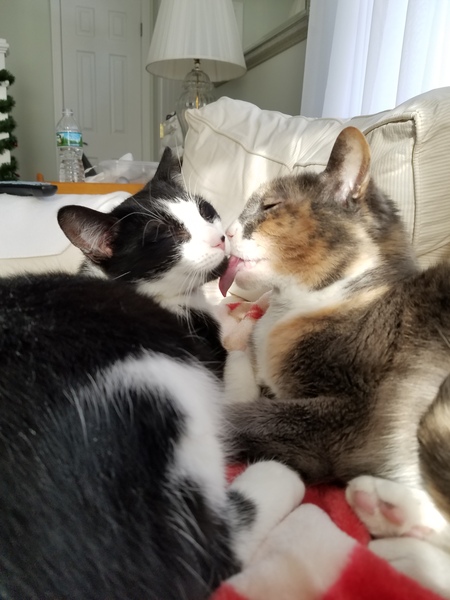 Tea and Callie