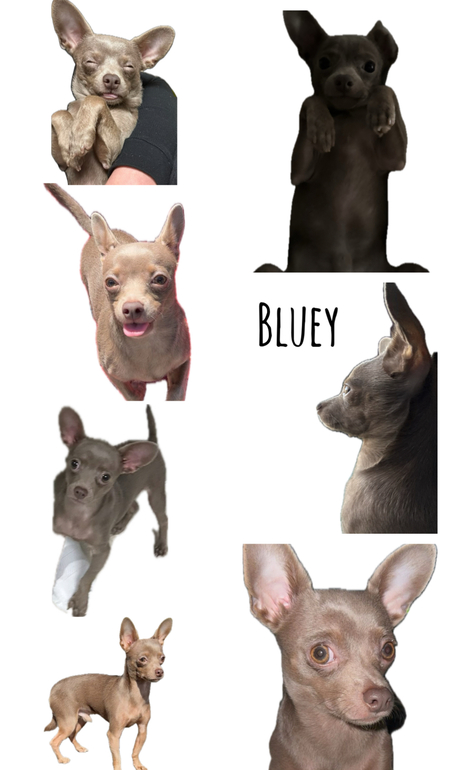 Bluey 