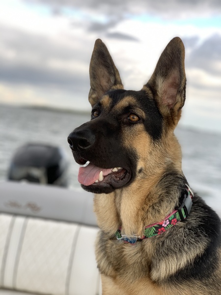 Cora
