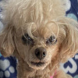 Entry image for Trixie