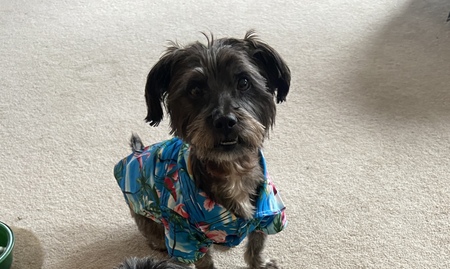 Otis 