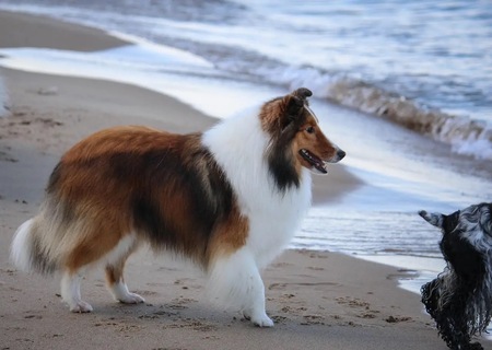 Koda
