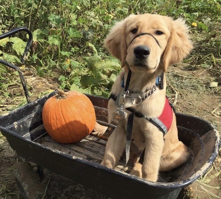 TO BE A TITAN - Puppy @ the Patch