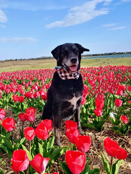 Kona