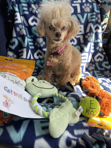 Entry image for Trixie. Clicking this image will show a larger photo