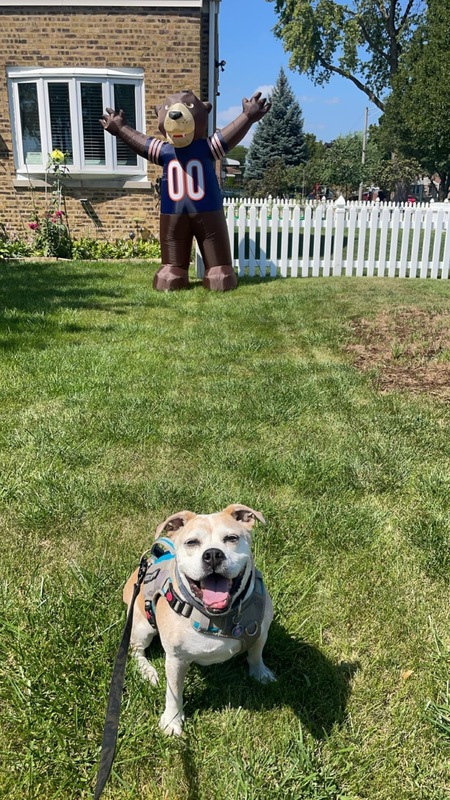 Entry image for Duke. Clicking this image will show a larger photo