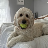 Entry image for Sammy 