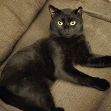 Entry image for Blackie 