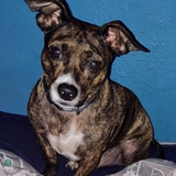 Entry image for Scrappy