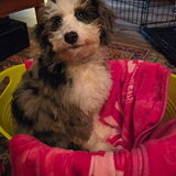 Entry image for Brinlee 