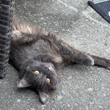 Entry image for Gracie