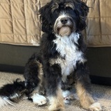 Entry image for Obi