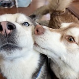 Entry image for Timber and Whisper