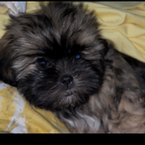 Entry image for Louie