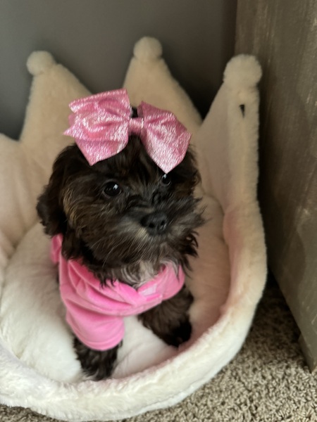Poppie