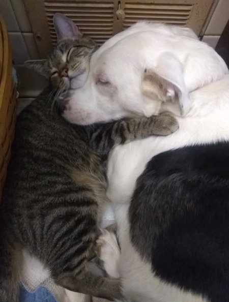 Willow & Pepper