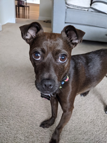 Entry image for Penny. Clicking this image will show a larger photo