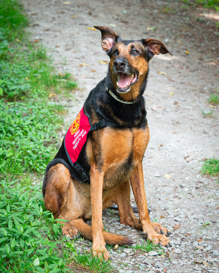 Entry image for First Responder Therapy Dogs Ziva. Clicking this image will show a larger photo