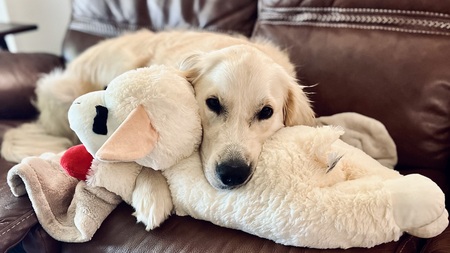 Entry image for Coco. Clicking this image will show a larger photo