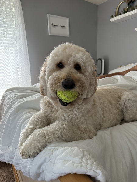 Entry image for Sammy . Clicking this image will show a larger photo