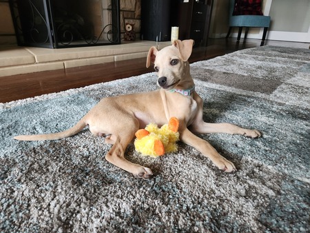 Entry image for Minnie. Clicking this image will show a larger photo