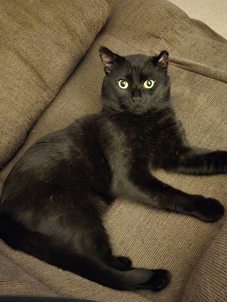 Entry image for Blackie . Clicking this image will show a larger photo