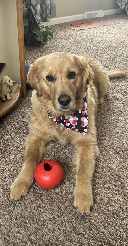 Entry image for Lucy. Clicking this image will show a larger photo